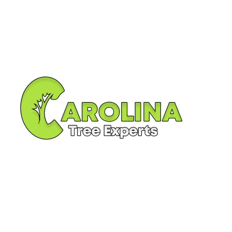 Carolina Tree Exp 768x768