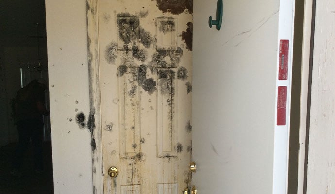 mold remidation